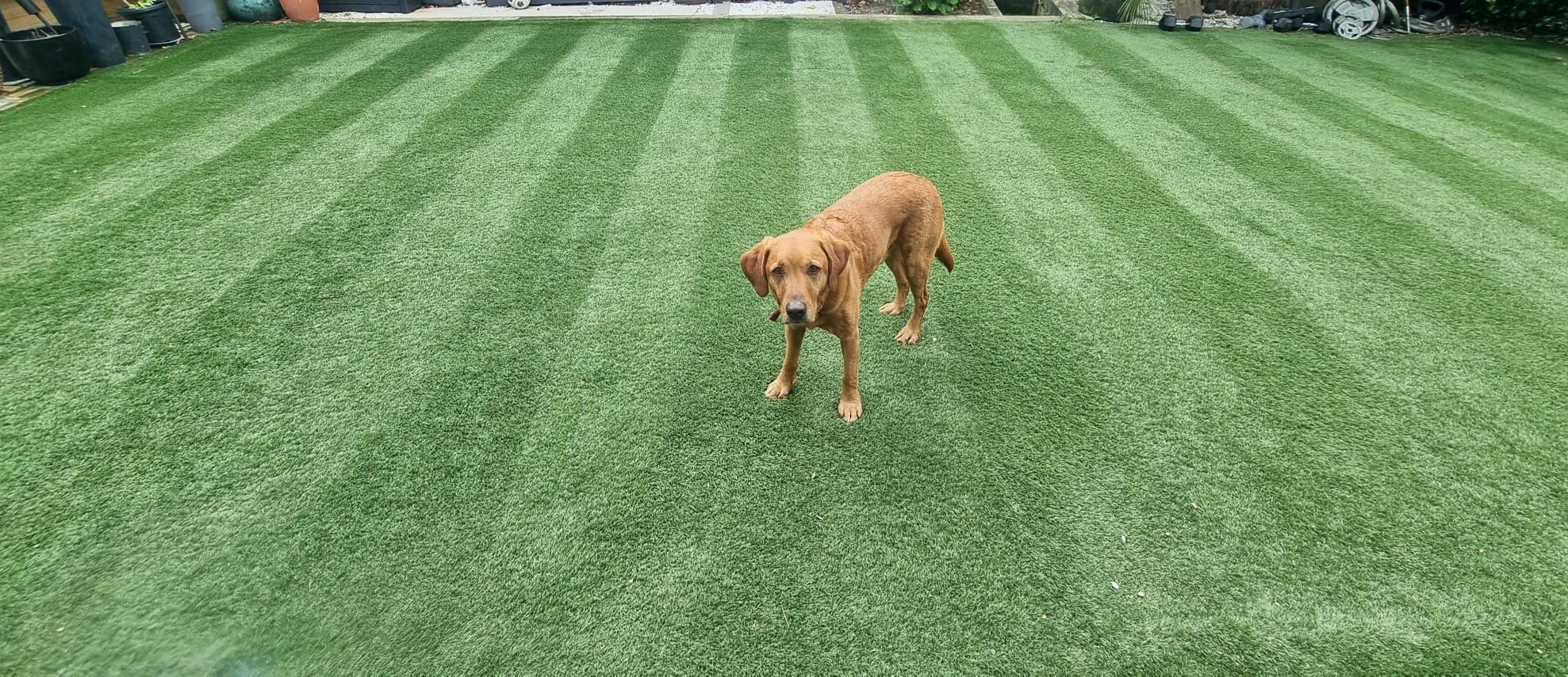 Artificial Grass