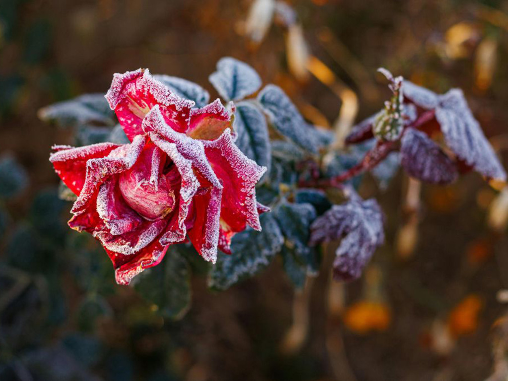 How-to-Protect-Your-Plants-from-Frost How to Protect Your Plants from Frost
