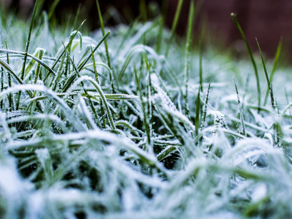 Winter-Lawn-Care-Tips Winter Lawn Care Tips