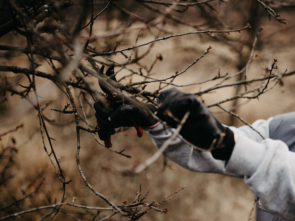 Winter Pruning: What You Should and Should not Cut Back